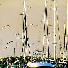 photo "Golden mast and sea gull/"