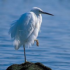 photo "Egretta garzetta"