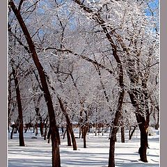 фото "зимний сад"