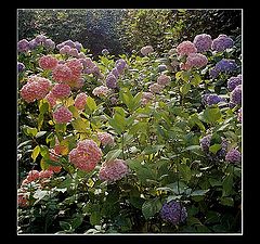 photo "Hydrangeas"