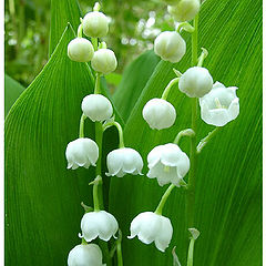 photo "A lily of the valley"