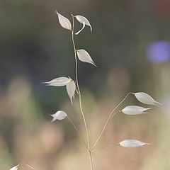 фото "*"