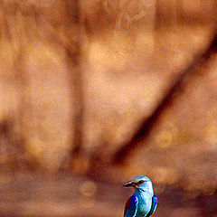 фото "Whats your name little blue bird"