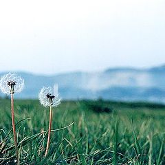 photo "Two blown with the wind"