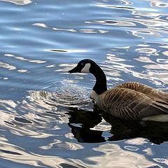 photo "She drinks"