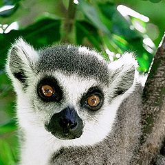 photo "Lemur"