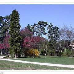 photo "Spring in the forest of Boulogne"