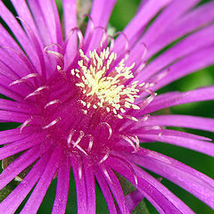 photo "Purple Explosion"