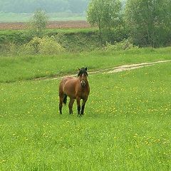 photo "Hi, I the horse!"