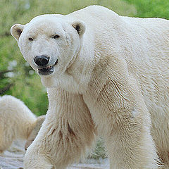 photo "White or Yelow Bear."