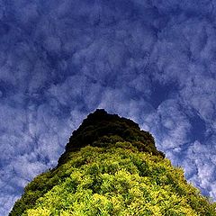 photo "Cypress Sky"
