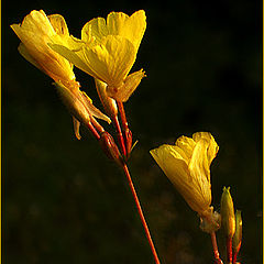 photo "Yellow Fellows"