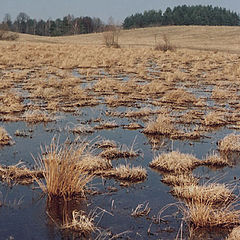 фото "Весенний этюд (2)"