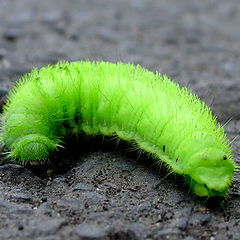 photo "Young green butterfly"