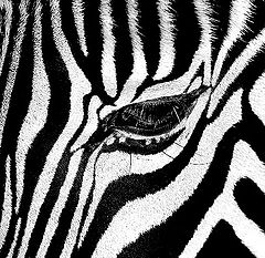 photo "Zebra"