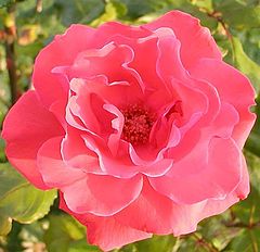 фото "rosa"