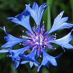 фото "Blue Beauty"