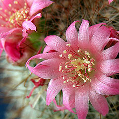 photo "Blossom of the cactus"