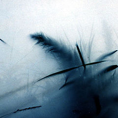 photo "MIST"