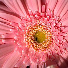 photo "gerbera"