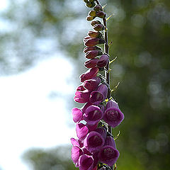 photo "My flower against the Light"