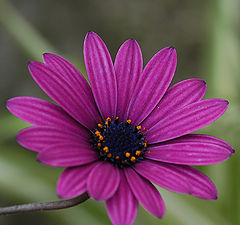 photo "Purple Flower"