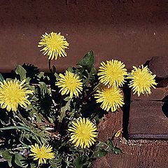 photo "Dandelions"