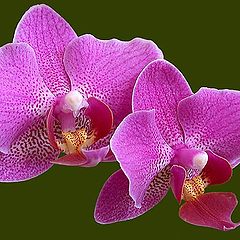 фото "Orchids"