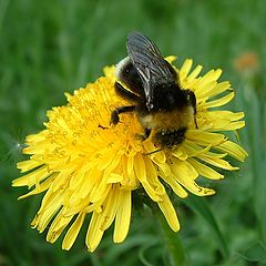 photo "Shaggy bumblebee..."