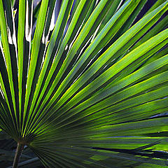 photo "palm1"