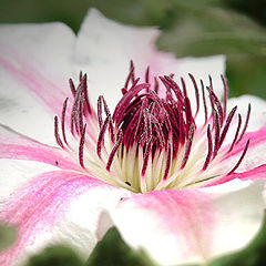 photo "Clematis"