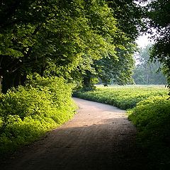 photo "Evening In A Park"