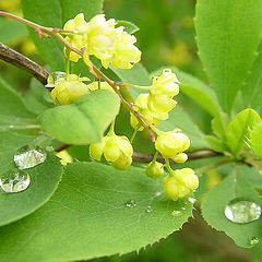 photo "Flowers under a rain"