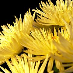 photo "Yellow chrysanthemum"