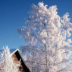 фото "Tree and barn"