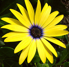 photo "Daisy in Yellow"