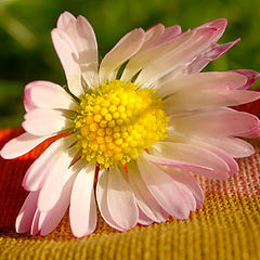 фото "Flower"