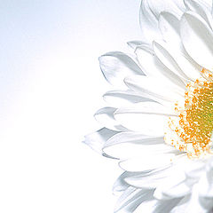 album "A world of flowers"