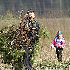 фото "дерево из карьера"