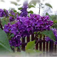 photo "Lilac"