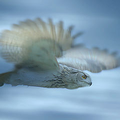 photo "Bengal Owl"