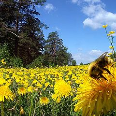 photo "Dandelions"