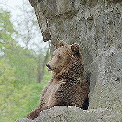 фото "Small Bear"