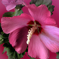 фото "Althea"