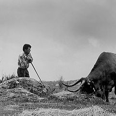 photo "The Shepherd"