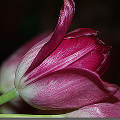 photo "Tulip"