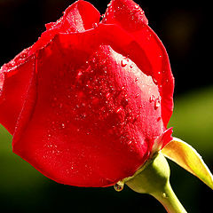 photo "Let me introduce my red rose.."