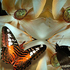 photo "Butterflys & Magnolias"