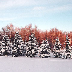 photo "Three colours of winter"