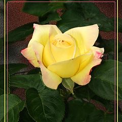 photo "Yellow Rose of Brooklyn"